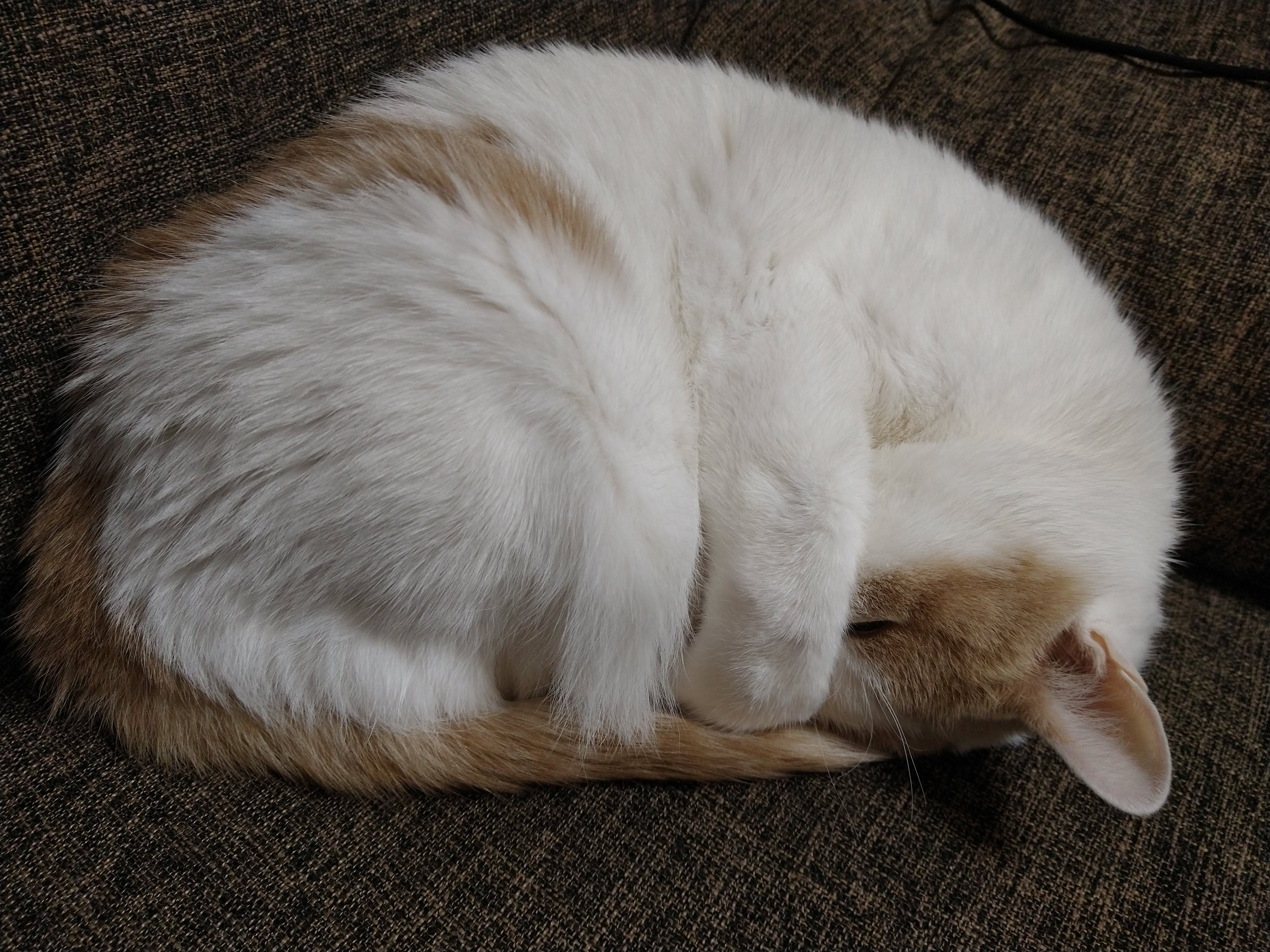 A white cat curled up on a brown couch. It is covering its face with one paw.